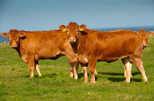 Limousin breed