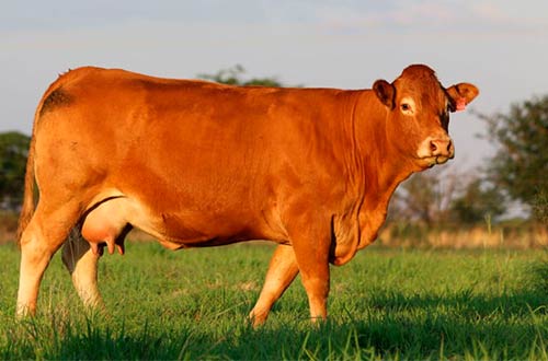 Limousin breed