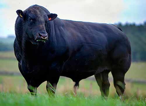 Абердин-ангусская породы коров. Описание и характеристики породы