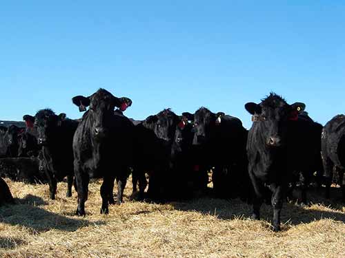 Aberdeen Angus cattle