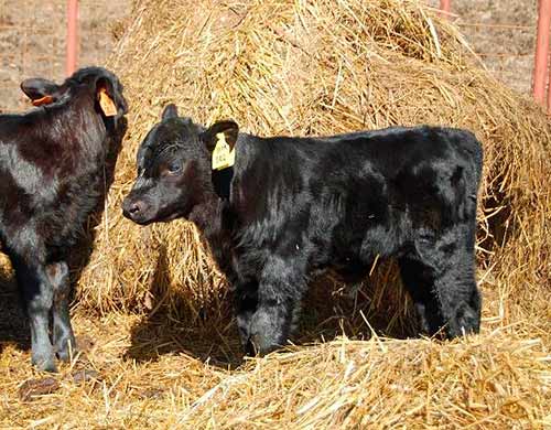 Aberdeen Angus cattle