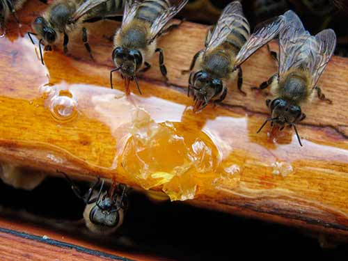 Breed of bees-steps for beekeeping