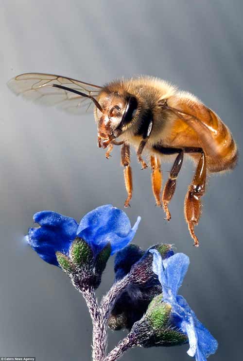 bee breed