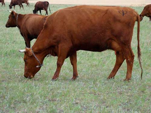 Red steppe breed