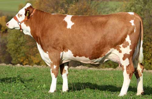 Simmental breed