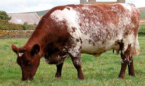 Shorthorn