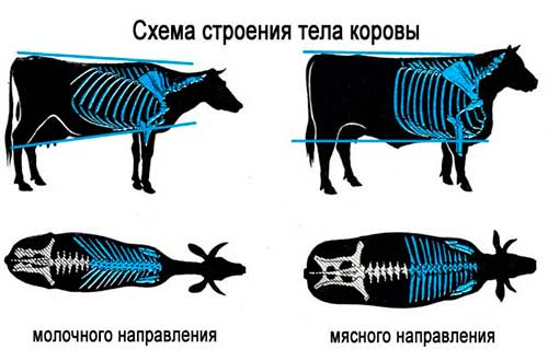схема тела коровы