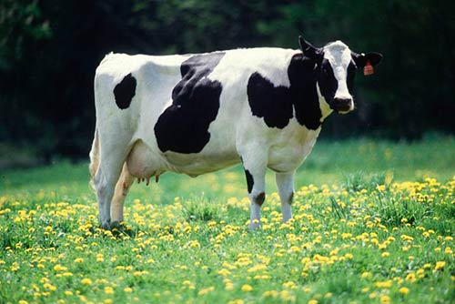 Holstein