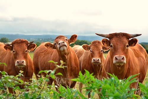 Limousin Cattle Breed