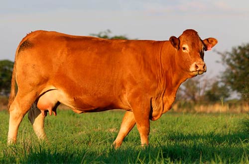 Limousin Cattle Breed