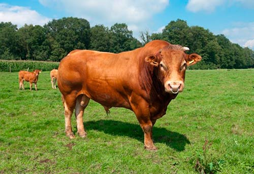 What is a limousin cow