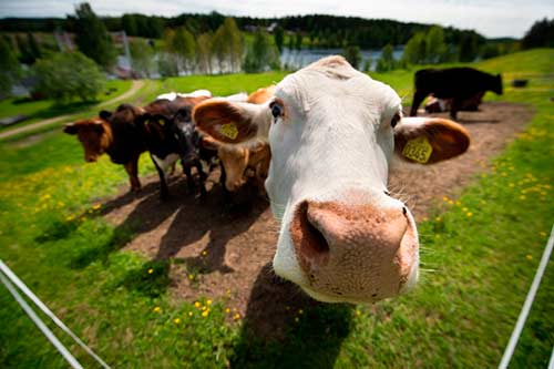 How long are beef cows productive