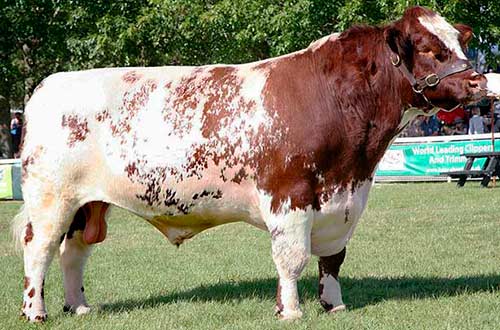 Shorthorn breed