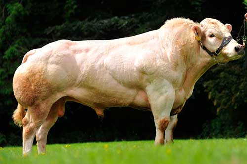 belgian blue cattle meat