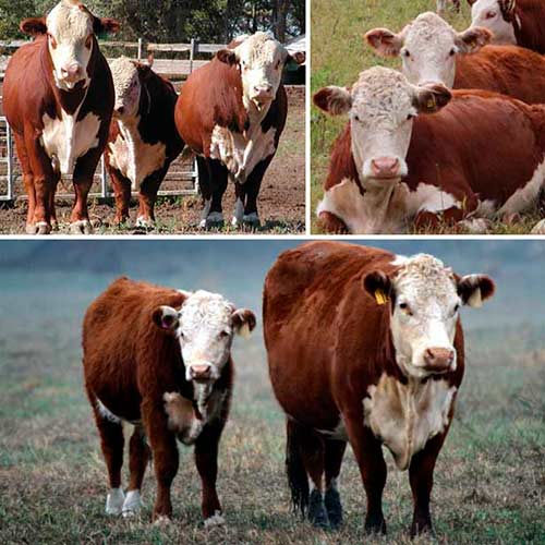 Meat Breeds Of Cows And Bulls The Productivity Of Beef Cattle