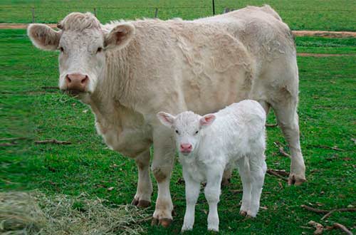 Charolais breed