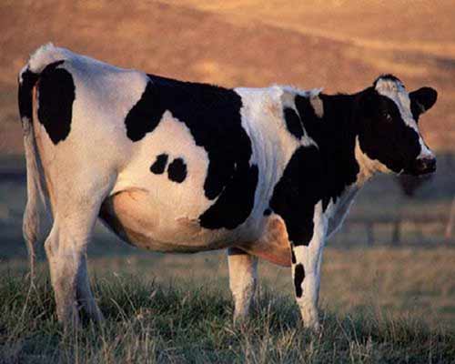 calving cows