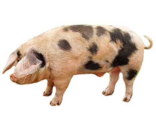 pig