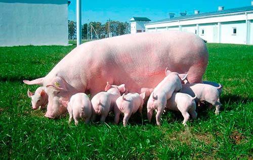 Йоркшир-порода свиней