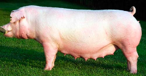 Йоркшир-порода свиней