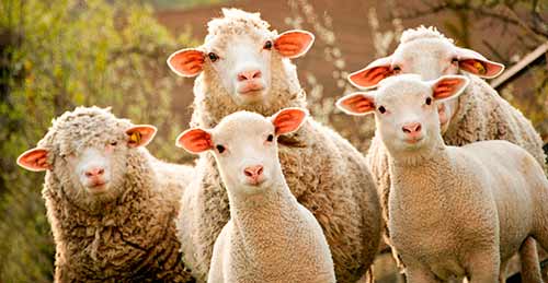 Мясные породы овец, их характеристики и фото