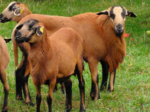 Barbados black-bellied