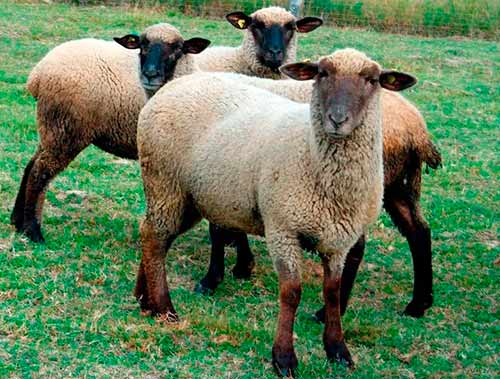 Íàöèîíàëüíûé ñîþç îâöåâîäîâ - Science in sheep breeding