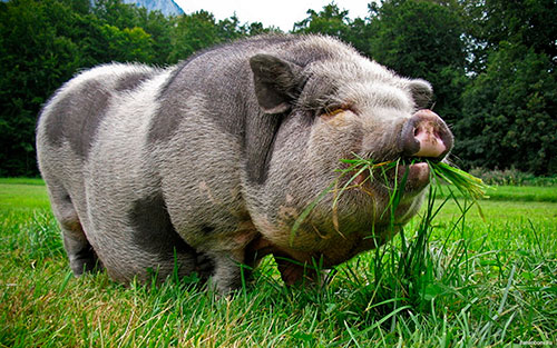 вьетнамские свиньи
