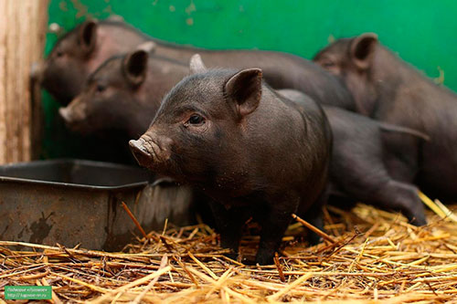 вьетнамские свиньи